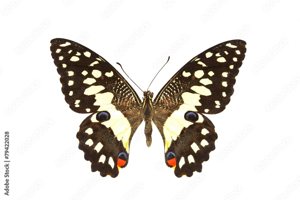 Fototapeta premium colorful butterfly isolated on white