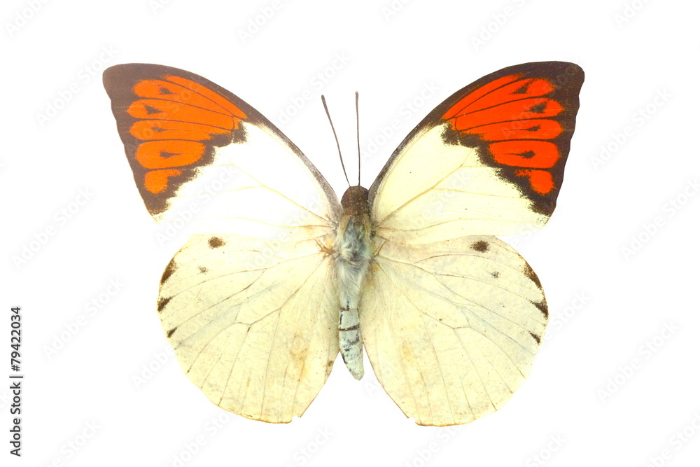 colorful butterfly isolated on white colorful butterfly isolated on white