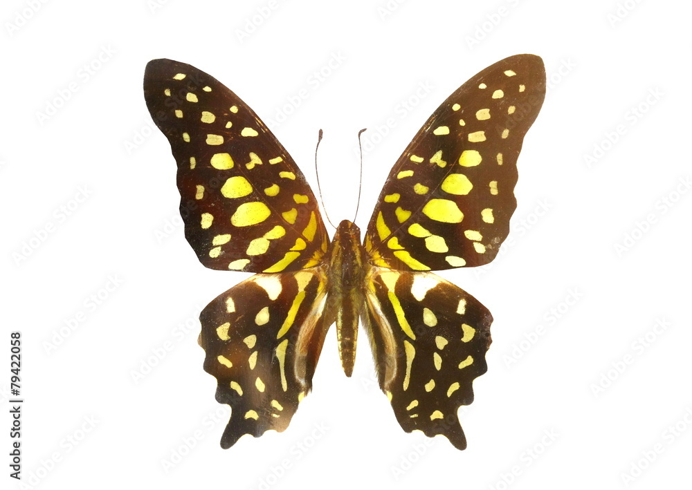 Fototapeta premium colorful butterfly isolated on white