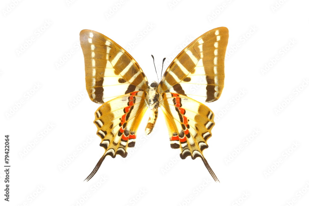 Fototapeta premium colorful butterfly isolated on white