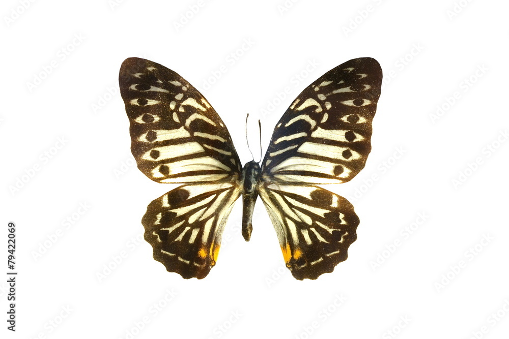 colorful butterfly isolated on white colorful butterfly isolated on white