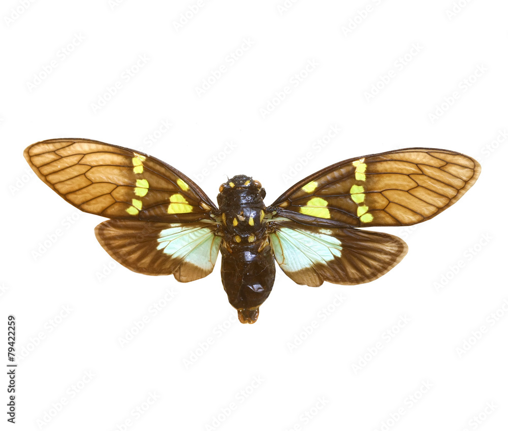 Obraz premium colorful cicada isolated on white background