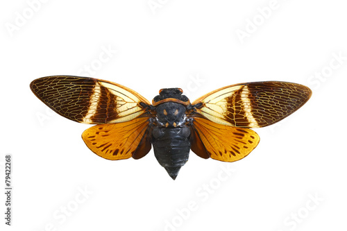 colorful cicada isolated on white background photo