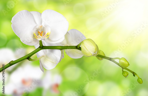 White orchid on green natural background © vencav