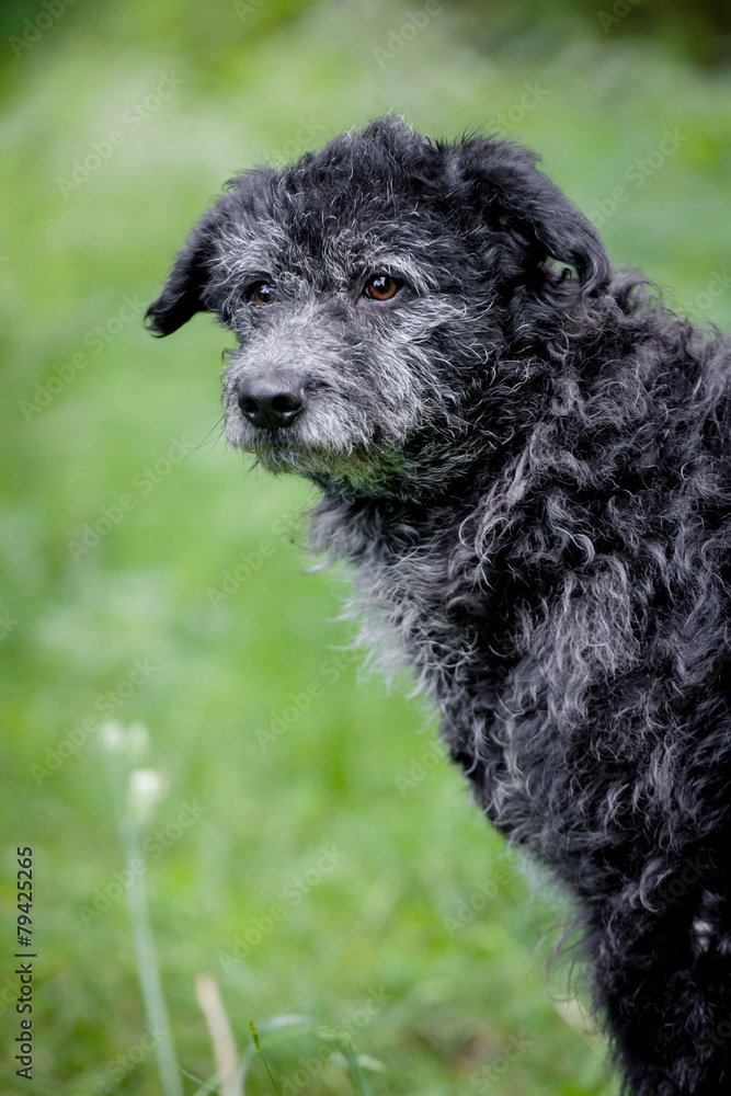 Mixed breed dog on grass