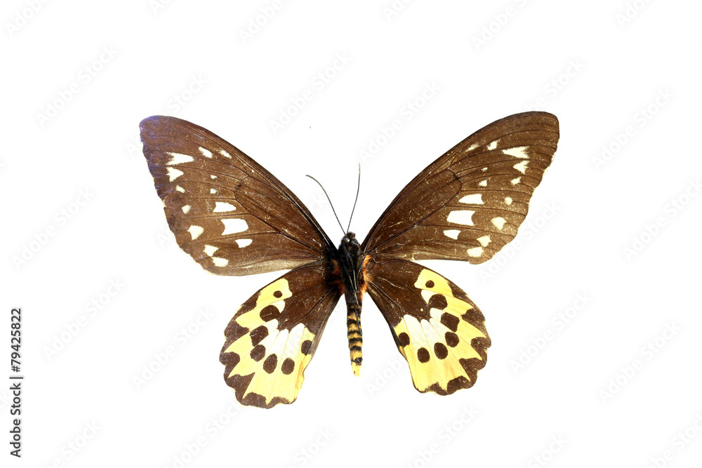 Fototapeta premium colorful butterfly isolated on white