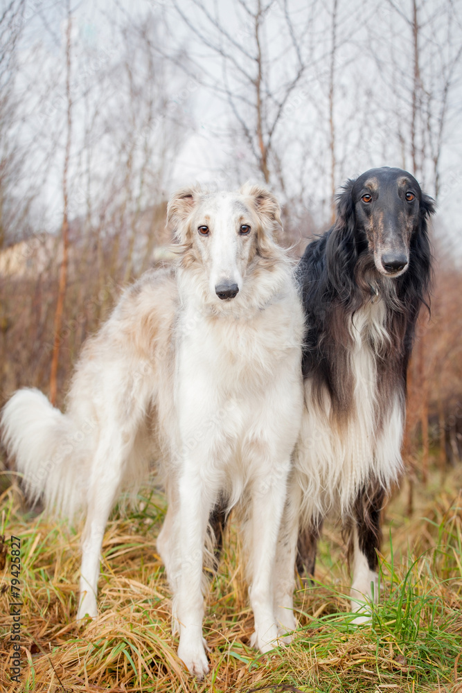 Borzoi dog portrait on dry grass background Borzoi dog portrait on dry grass background