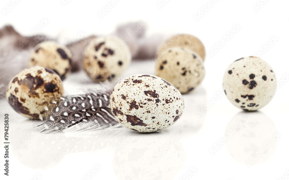 quail eggs with feather on white background