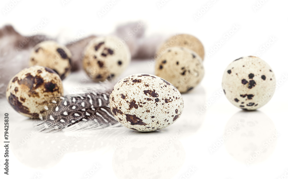 Obraz premium quail eggs with feather on white background
