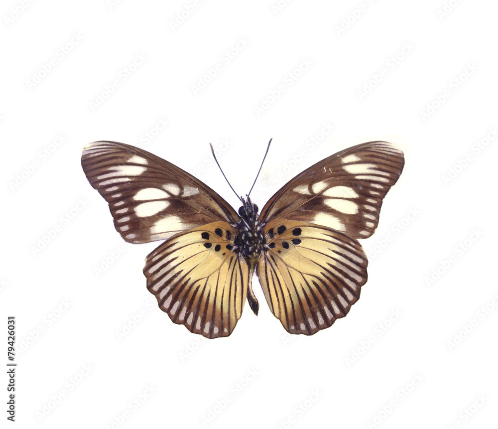 Fototapeta premium colorful butterfly isolated on white
