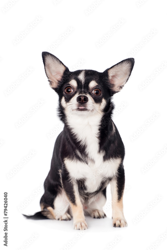 Chihuahua, 2 years old, on the white background