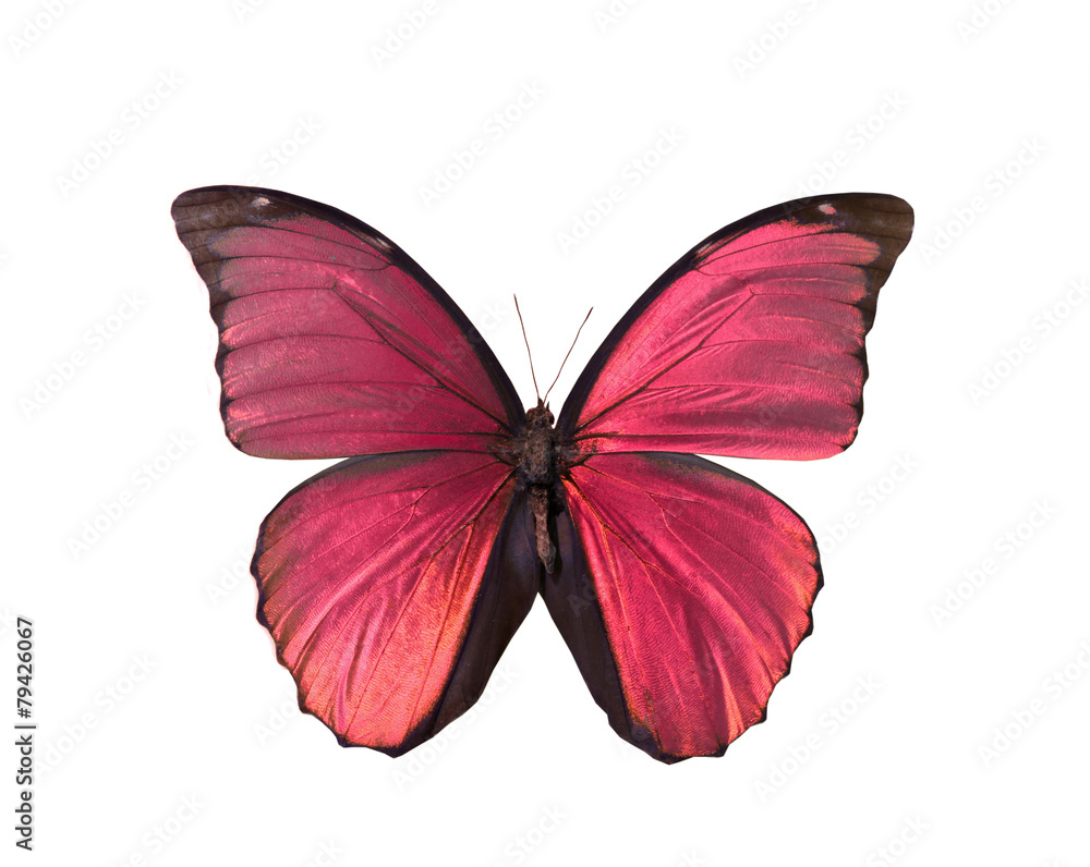 colorful butterfly isolated on white colorful butterfly isolated on white