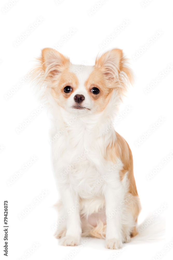 Chihuahua, 3 years old, on the white background