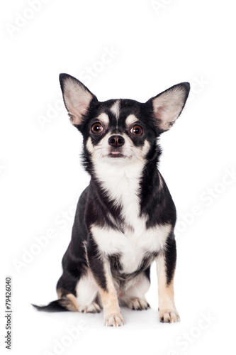 Chihuahua, 2 years old, on the white background © Farinoza