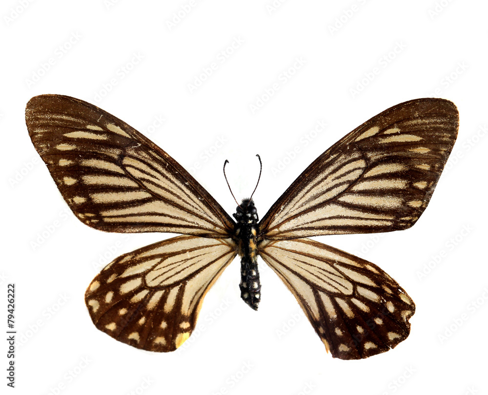 colorful butterfly isolated on white colorful butterfly isolated on white