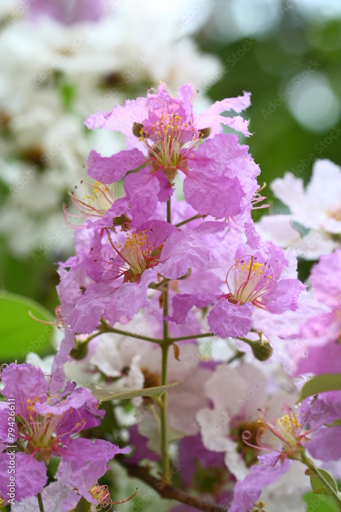 Fototapeta premium close up pink purple blossom flower