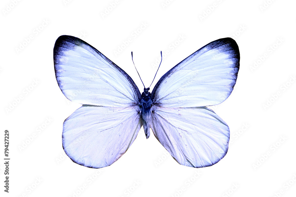 Obraz premium colorful butterfly isolated on white