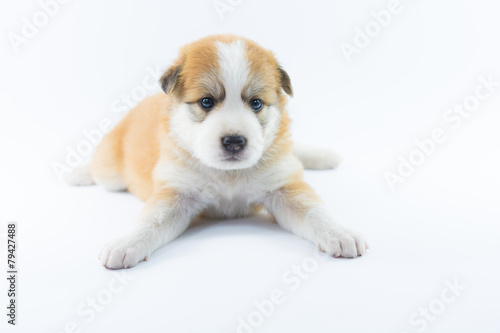 Fototapeta Naklejka Na Ścianę i Meble -  Portrait dog puppy isolate
