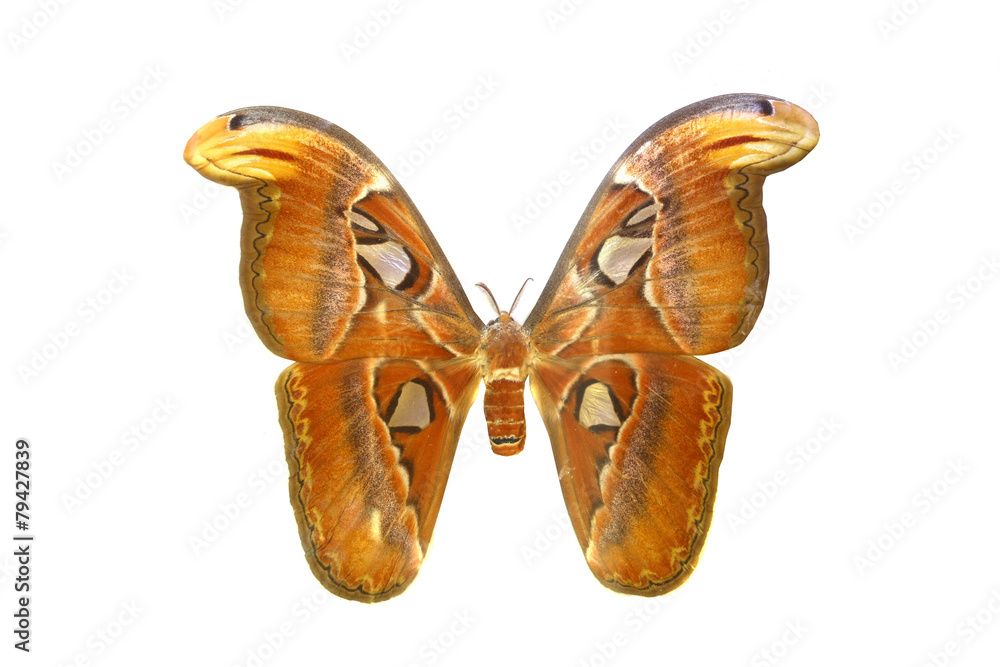 Fototapeta premium colorful butterfly isolated on white