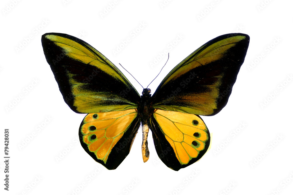Naklejka premium colorful butterfly isolated on white