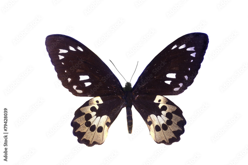 Obraz premium colorful butterfly isolated on white