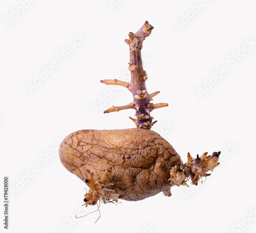 sprouted wrinkled potatoes isolated on white background