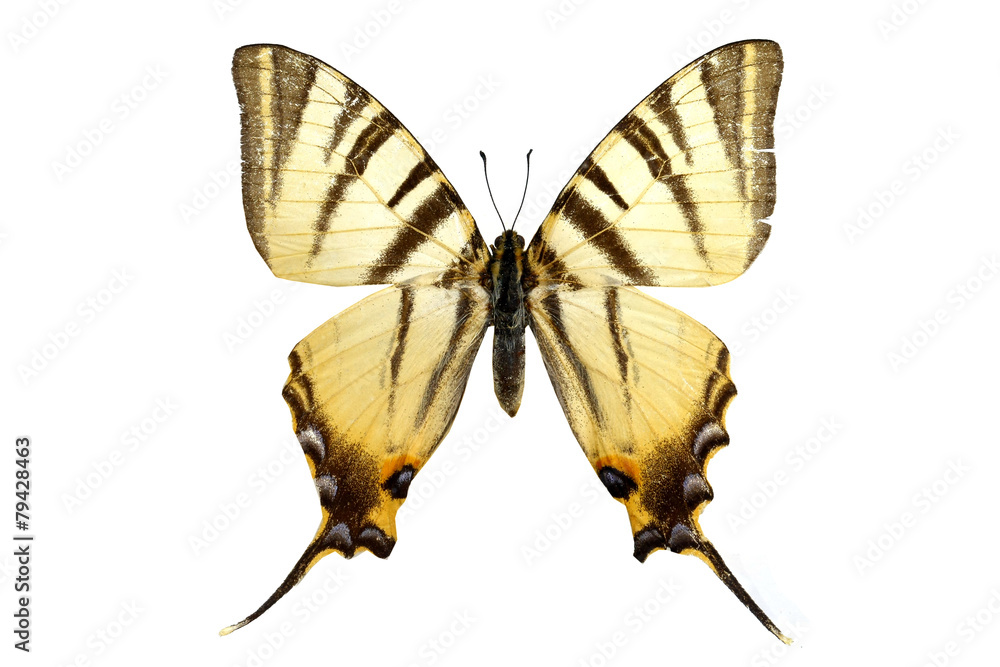 Naklejka premium colorful butterfly isolated on white