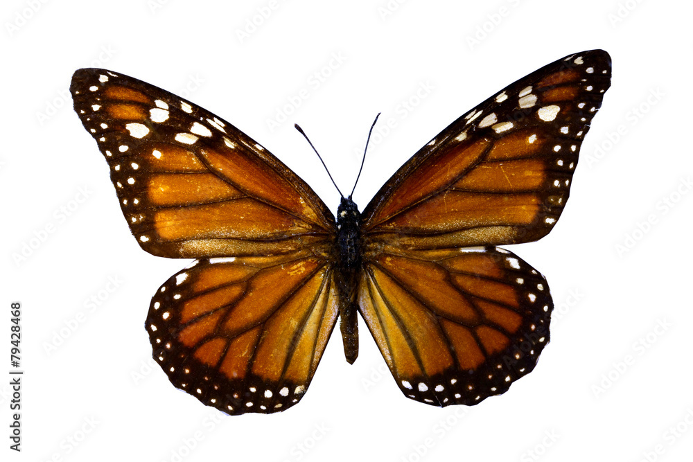 colorful butterfly isolated on white colorful butterfly isolated on white