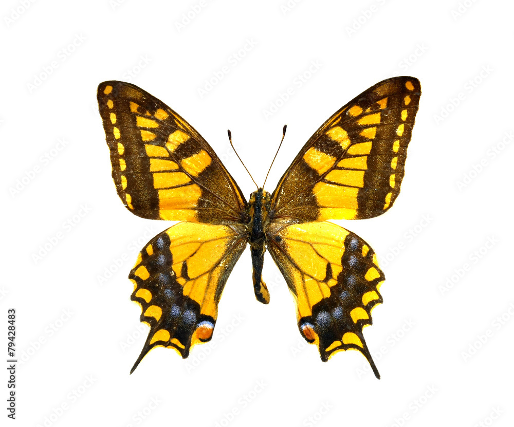colorful butterfly isolated on white colorful butterfly isolated on white