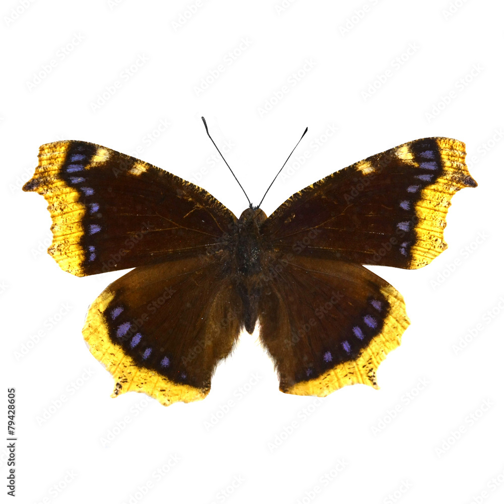 Obraz premium colorful butterfly isolated on white