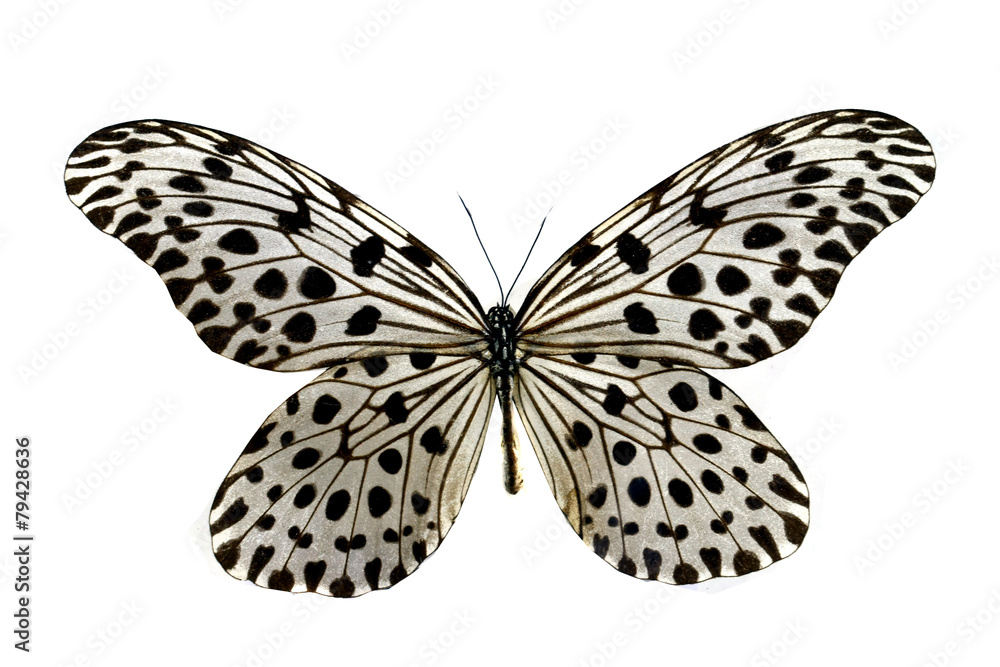 Fototapeta premium colorful butterfly isolated on white
