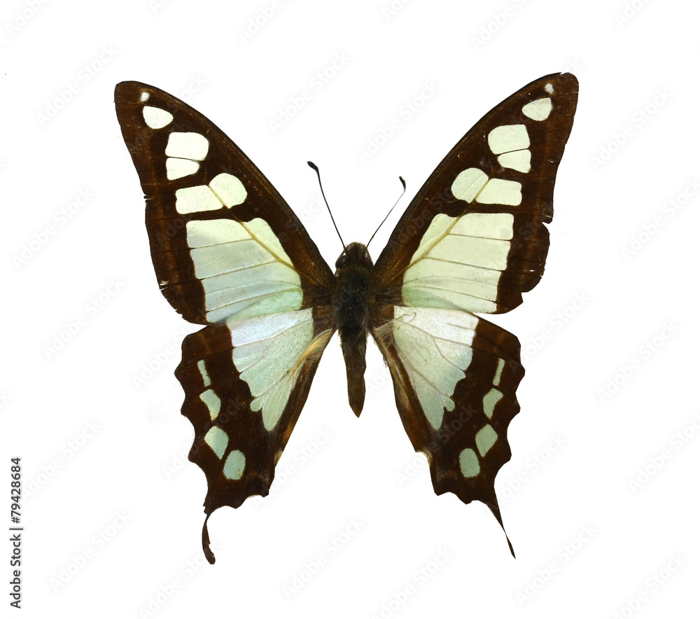 Obraz premium colorful butterfly isolated on white