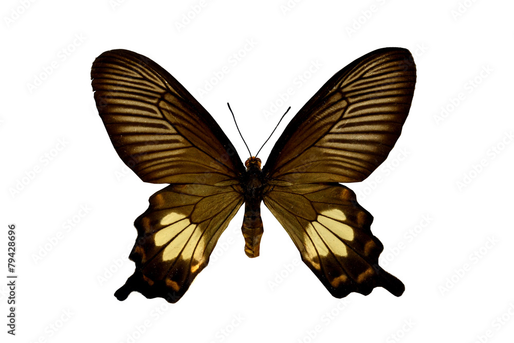 Fototapeta premium colorful butterfly isolated on white