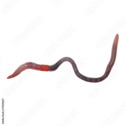 earthworm, earth worm isolated on white