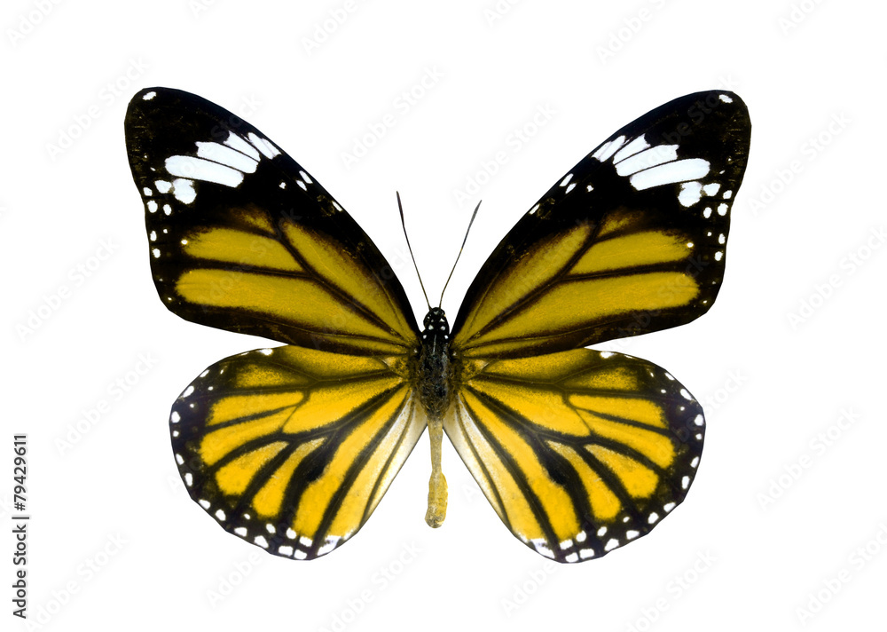 Naklejka premium colorful butterfly isolated on white