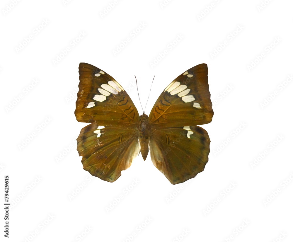 Obraz premium colorful butterfly isolated on white