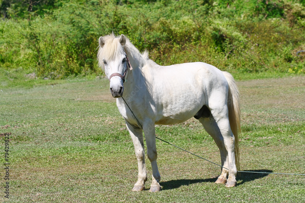 beautiful white horse feeding in a green pasture beautiful white horse feeding in a green pasture