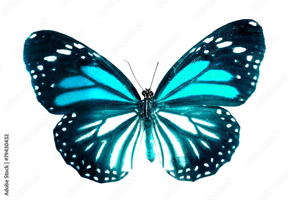 colorful butterfly isolated on white colorful butterfly isolated on white