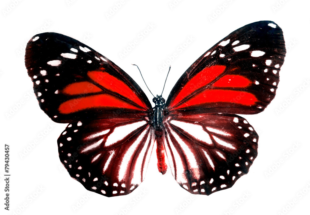 Obraz premium colorful butterfly isolated on white