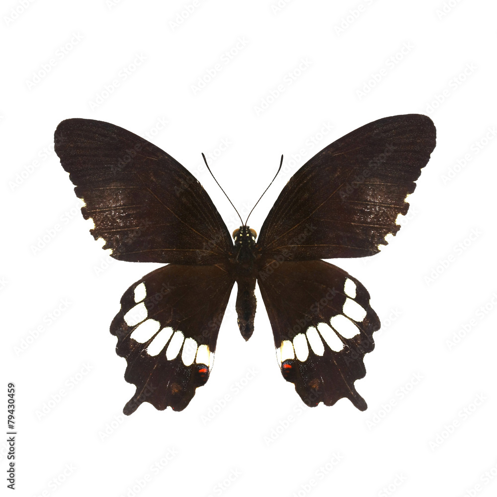 Obraz premium colorful butterfly isolated on white