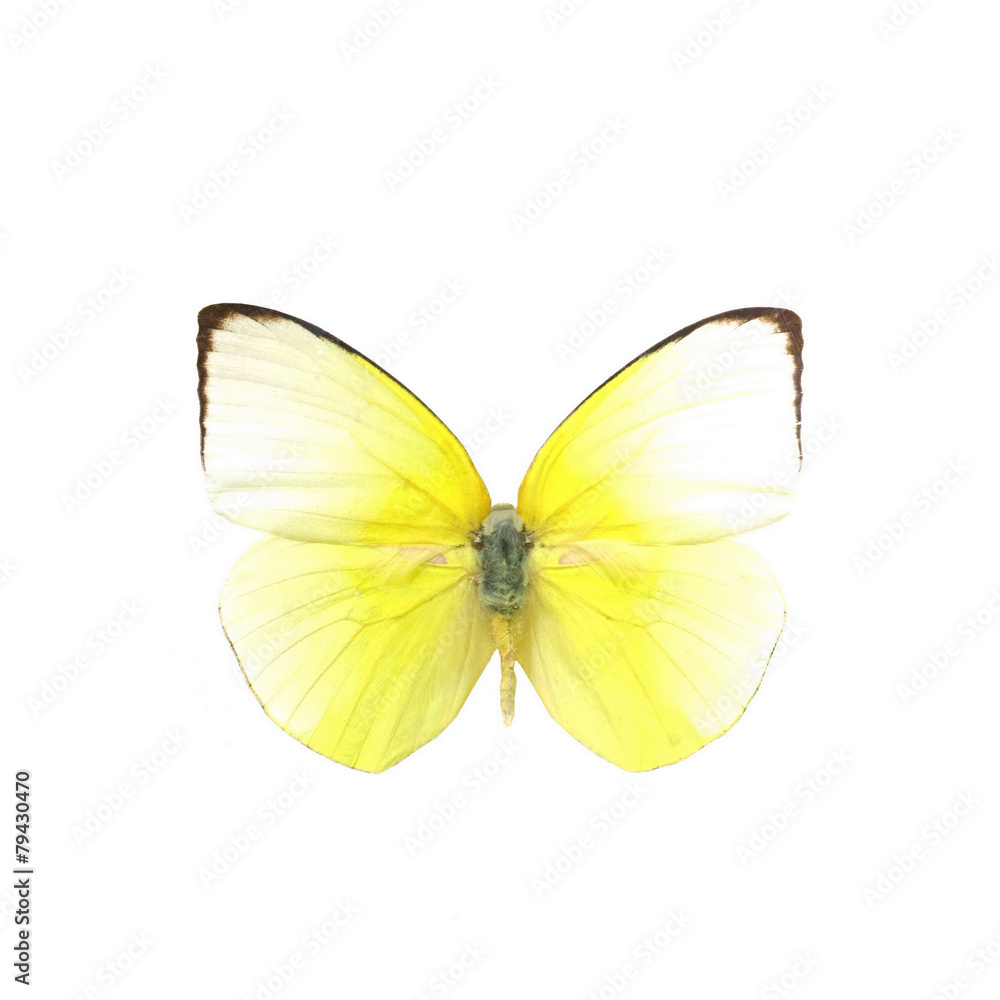 Obraz premium colorful butterfly isolated on white