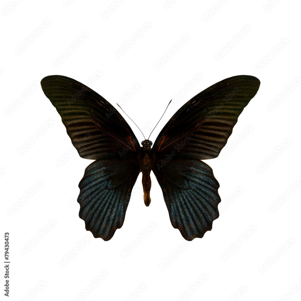 Obraz premium colorful butterfly isolated on white
