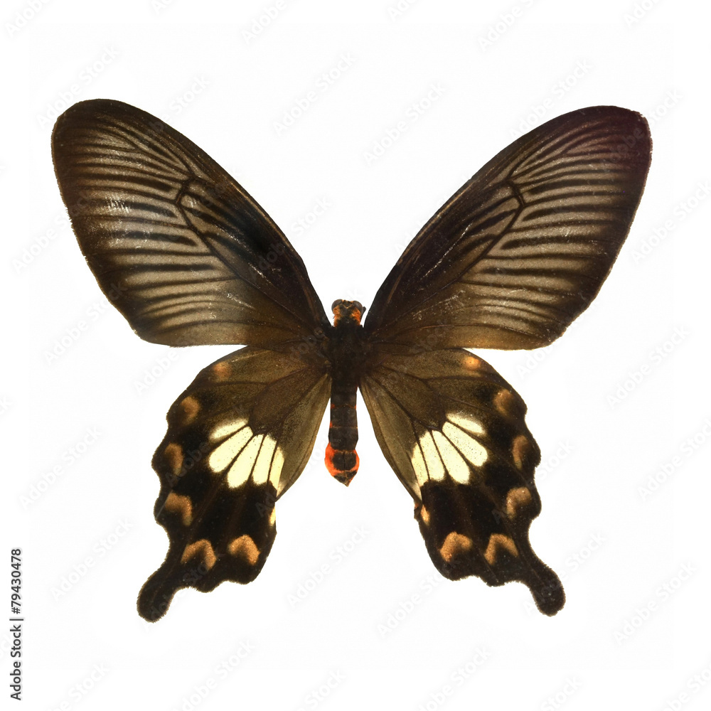 Naklejka premium colorful butterfly isolated on white