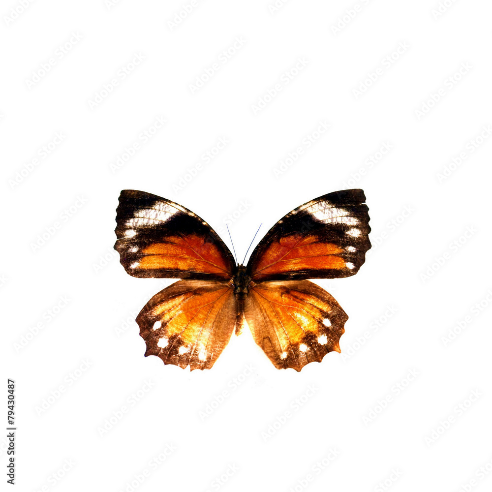 Obraz premium colorful butterfly isolated on white