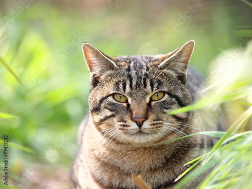 草むらの猫 © toyosaka