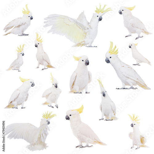 Sulphur-crested Cockatoo, isolated on white