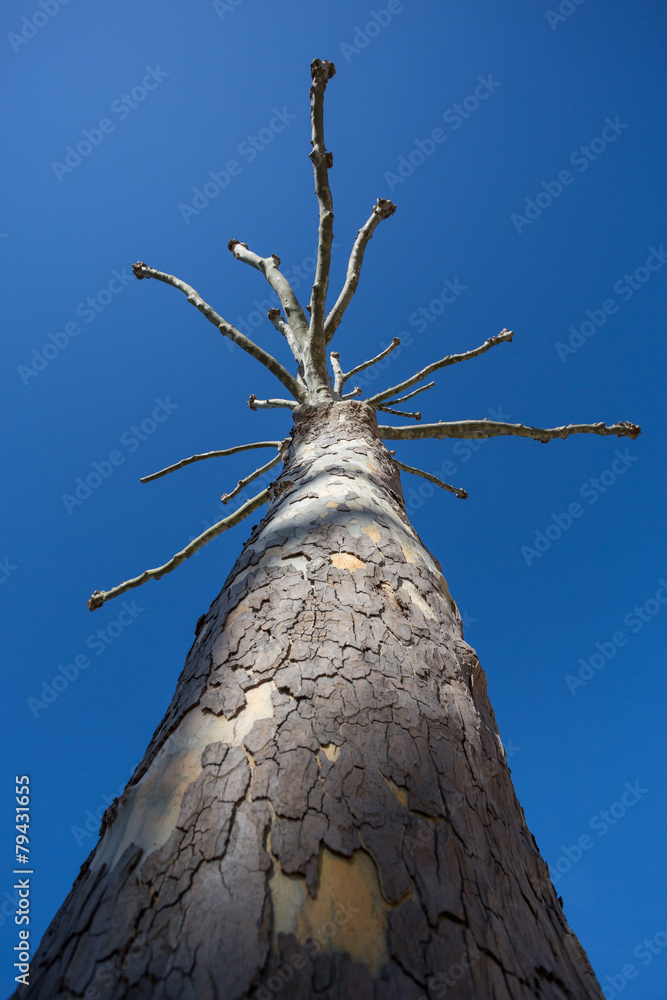 Fototapeta premium strange leafless tree in blue sky