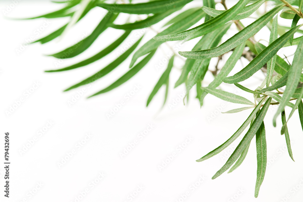 Olive tree. Branch on a white background Olive tree. Branch on a white background
