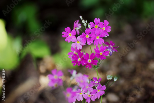 Primula Malacoides Flowers