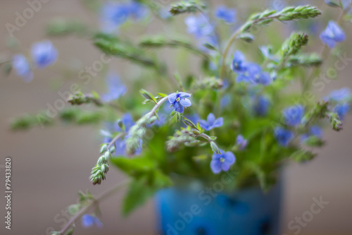 Small blue wild flowers Veronica armena, shallow depth of field photo